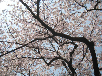 桜その2.jpg